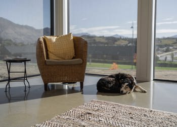 Dog Sitting In The Sun On Polished Concrete Floors
